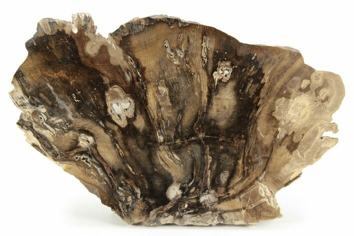 Polished Petrified Wood Slab - Utah #244665